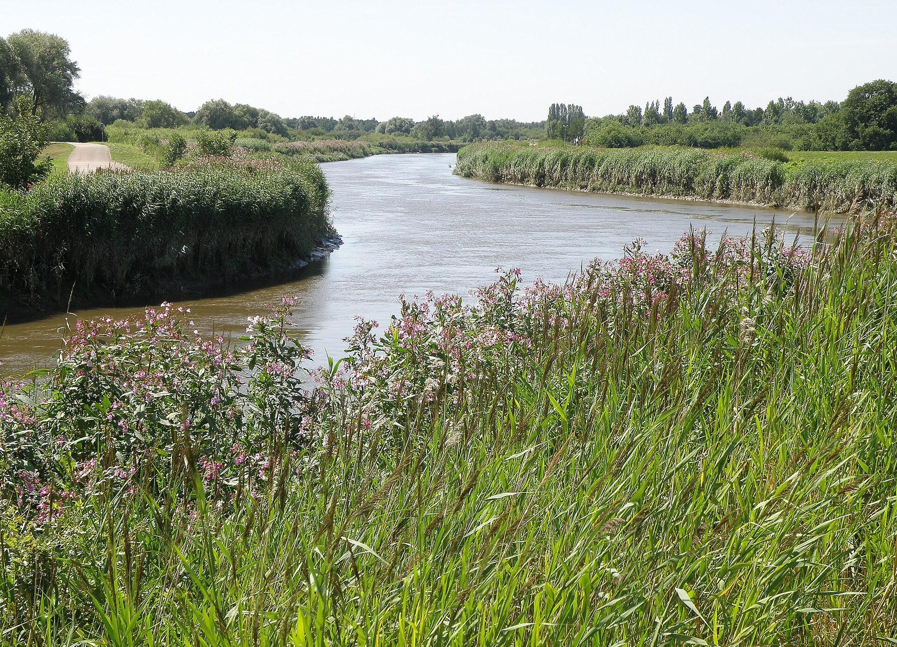 De Nete bij Lier, met riet en hoog gras op de oever